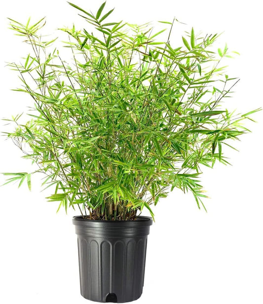 Golden Hedge Bamboo | Extra Large 3 Gallon Plants | Bambusa Multiplex | Clumping Non|Invasive Screening Live Bamboo