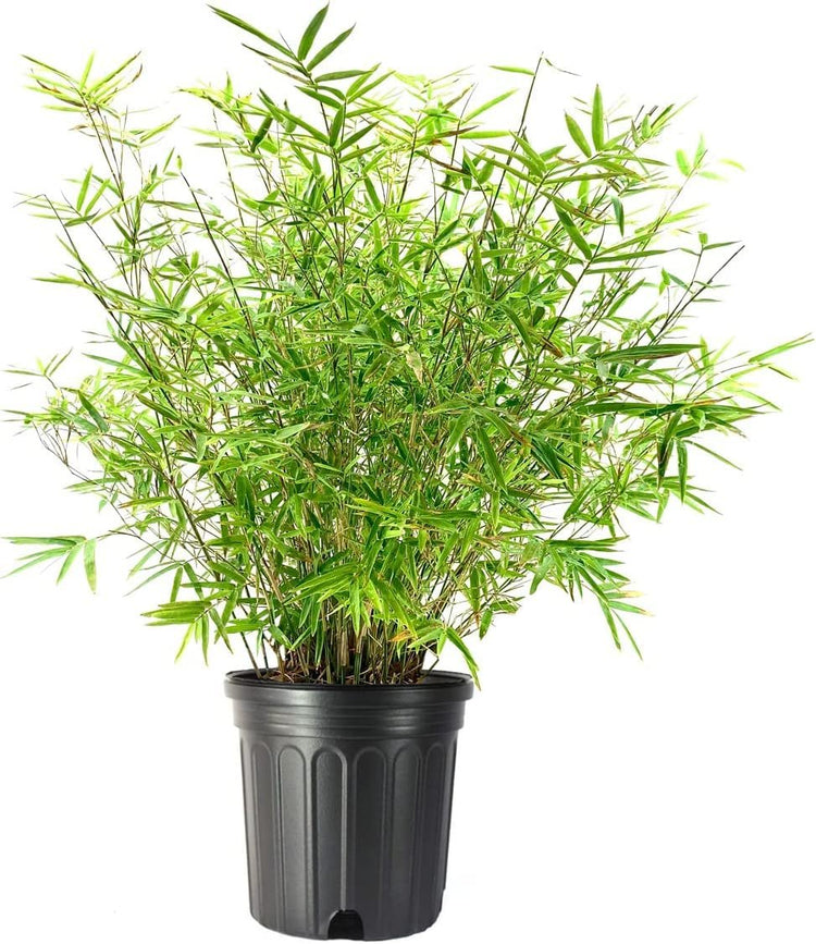 Golden Hedge Bamboo | Extra Large 3 Gallon Plants | Bambusa Multiplex | Clumping Non|Invasive Screening Live Bamboo