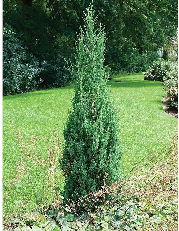 Skyrocket Juniper | Live Gallon Size Trees | Juniperus Scopulorum | Drought Tolerant Cold Hardy Formal Upright Evergreen Plant