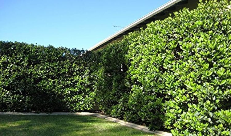 Viburnum Odoratissimum | Extra Large 3 Gallon Plant | Sweet Viburnum | Fast|Growing Privacy Hedge | Fragrant Flowers