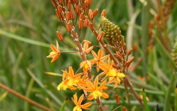 Bulbine Hallmark Orange | Live Gallon Size Plants | Vibrant Orange Blossom Succulent, Live Plant, Easy|Care Perennial for Sunny Gardens, Drought|Tolerant Ground Cover