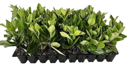 Viburnum Suspensum | Live Plants | Evergreen Privacy Hedge