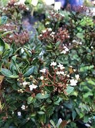 Viburnum Densa | Extra Large 3 Gallon Plant | Viburnum Odoratissimum 'Densa' | Lush Landscape Addition | Hardy Shrub