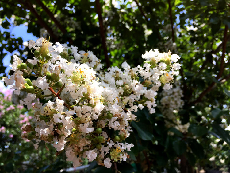 Crape Myrtle Natchez Plant | Large Gallon Size Pot | Lagerstroemia Indica | Ornamental Garden Flowering Tree | White Blooms