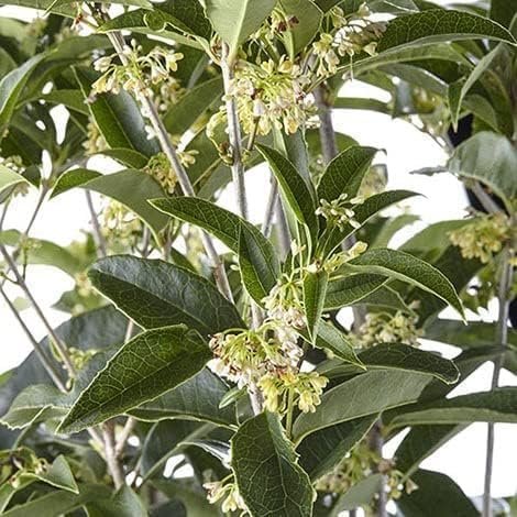 Fragrant Tea Olive | Live Gallon Size Plants | Osmanthus fragrans | Ideal for Gardens & Landscaping | Easy|to|Grow Evergreen Shrub | Delightful Sweet Scent | Decorative & Versatile