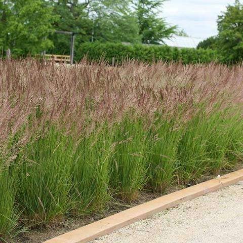 Feather Reed Grass Karl Foerster | Live Plants | Calamagrostis X Acutiflora | Drought Tolerant Cold Hardy Low Maintenance Ornamental Grass