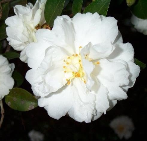 Camellia Sasanqua Mine|No|Yuki I Extra Large 3 Gallon Plant I White Flowering Snow|White Blooms, Live Plant for Gardens & Landscapes, Winter Blooming Elegance for Year|Round Greenery
