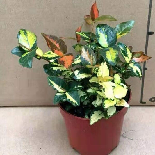 Summer Sunset Jasmine I Live 4 Inch Pots I Trachelospermum Asiaticum I Vibrant Orange|Red Blooms for Sunny Gardens, Easy|to|Grow, Drought|Resistant, Ideal for Patios and Landscaping