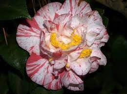 Camellia Japonica Rebel Yell I Extra Large 3 Gallon Plant I White and Pink Stripe Flowering Lush Pink Blooms, Live Plant for Gardens & Patios