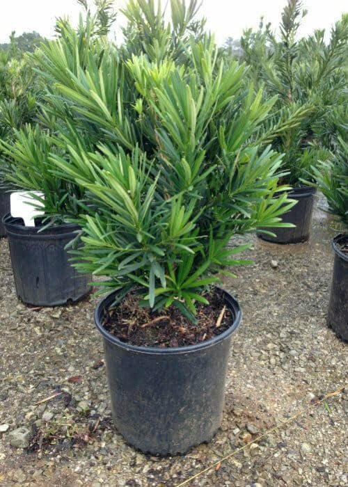 Podocarpus Pringles | Extra Large 3 Gallon Plants | Podocarpus Macrophyllus 'Pringles' | Ideal for Hedges | Low Maintenance Shrub
