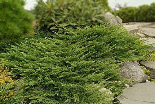Prince of Wales Juniper | 15 Live Plants | Drought Tolerant Cold Hardy Evergreen Ground Cover