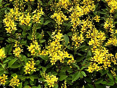 Carolina Jasmine | 40 Live Plants | Gelsemium Sempervirens Jessamine | Beautiful Fragrant Blooming Vine