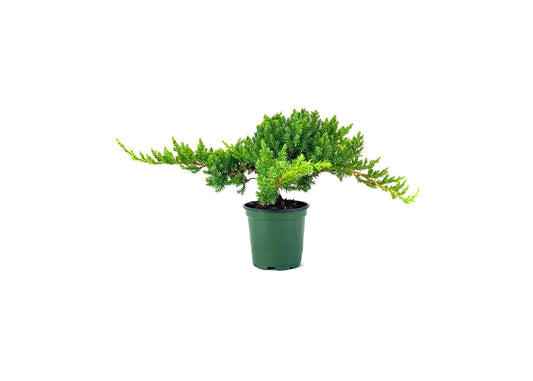 Dwarf Japanese Garden Juniper | Live 4 Inch Pots | Juniperus Procumbens Nana | Drought Tolerant Evergreen Groundcover | Great Plants for Bonsai