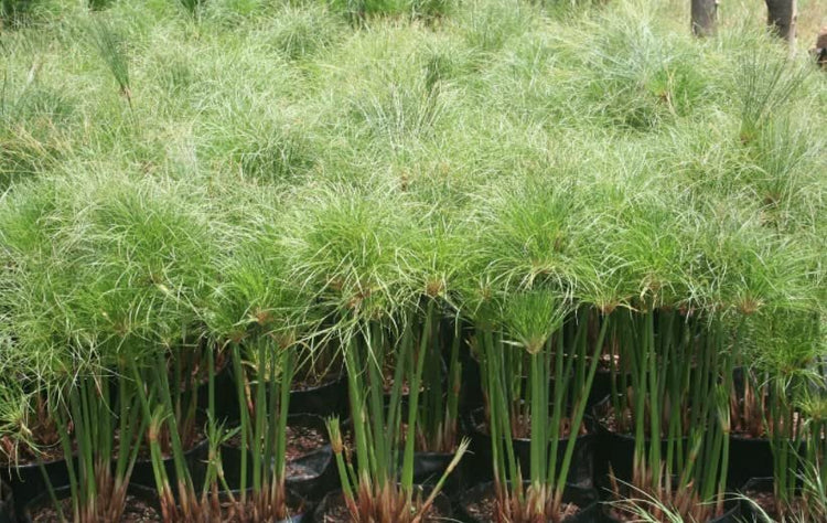 Giant Egyptian Papyrus | 10 Live Plants | Cyperus Large Shade & Wet Tolerant Aquatic Foliage