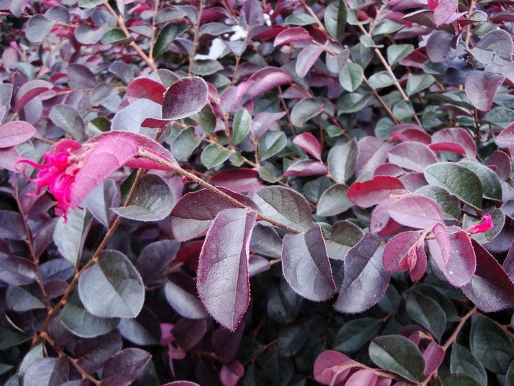 Loropetalum Plum Delight | Live Plants | Loropetalum chinense VAR. rubrum | Evergreen Shrub for Landscaping | Purple Foliage Accent Plants for Gardens