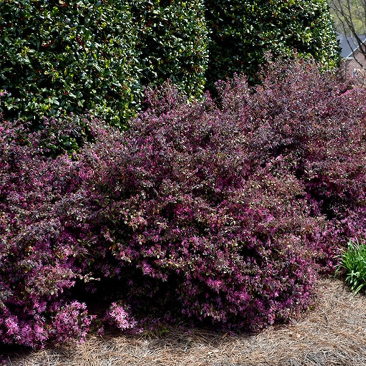 Loropetalum Ruby I Live Quart Size Plant I Chinese Fringe Flower I Vivid Red Leaves with Pink Blooms, Ideal for Hedges, Borders, and Decorative Plantings