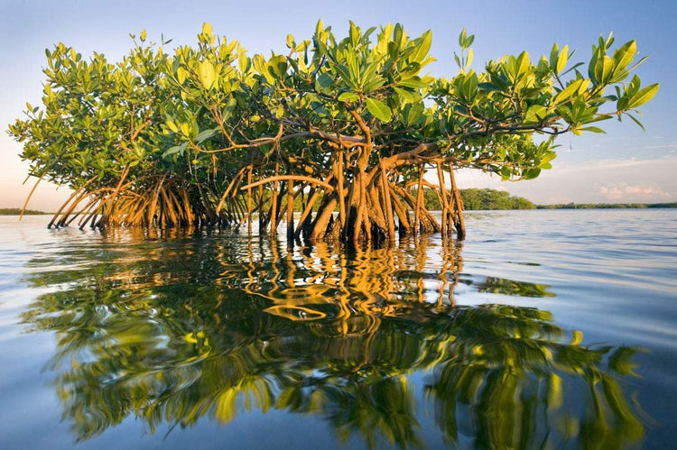 Red Mangrove Seedling | Rhizophora Mangle | Large Live Plants | Saltwater Aquarium Reef Filtration Aquatic Foliage | Shoreline Restoration & Protection