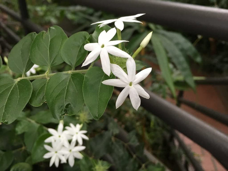 Downy Jasmine | Live Plants | Jasminum Multiflorum | Beautiful Blooming Vine|Like Shrub