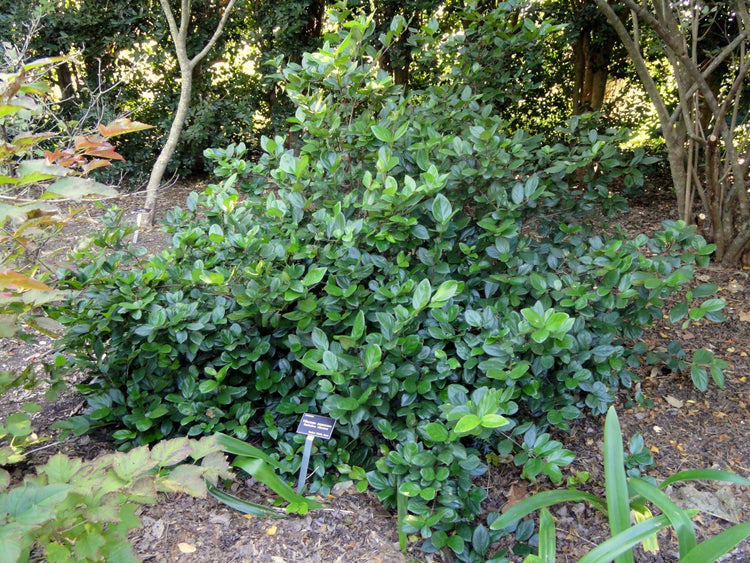 Viburnum Suspensum | Extra Large 3 Gallon Plants | Sandankwa Viburnum | Dense Evergreen Hedge | Year|Round Greenery