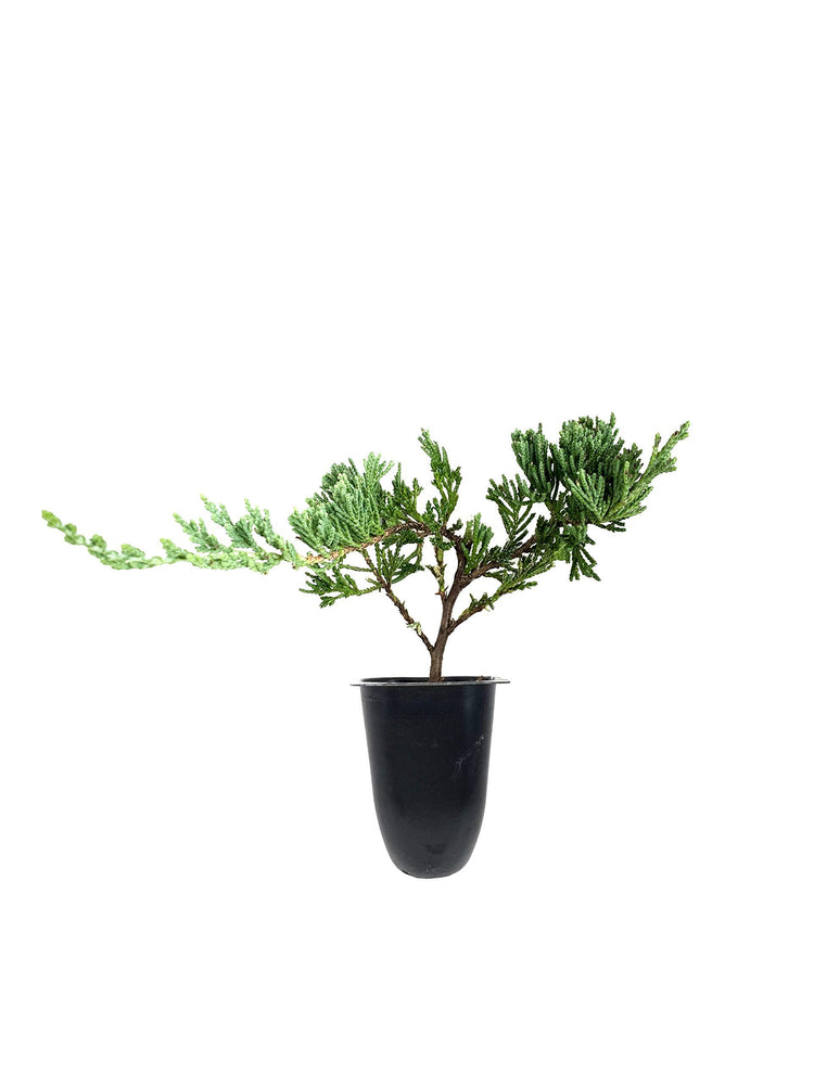 Juniper Bar Harbor | Live Plants | Juniperus Horizontalis | Drought Tolerant Cold Hardy Evergreen Ground Cover
