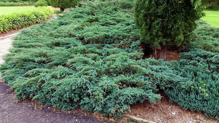 Blue Rug Juniper | Extra Large 3 Gallon Plants | Live Ground Cover Evergreen Shrubs for Landscaping, Garden, Slope Control - Drought Tolerant, Low Maintenance
