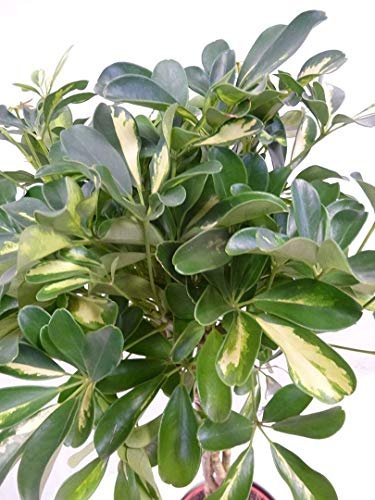 Umbrella Tree | 'Gold Capella' Live Braided Schefflera Arboricola | Florist Quality | Beautiful Indoor Tree | 3 Feet Tall