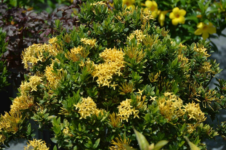 Ixora Yellow | Extra Large 3 Gallon Plants | Ixora chinensis | Bright Garden Highlight | Sun|Loving Tropical Shrub