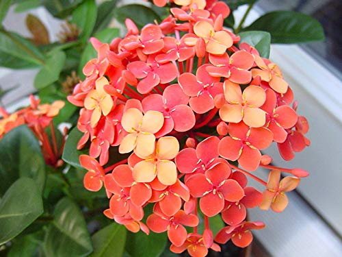 Ixora Maui Red I Large Gallon Size Plant I Rubiaceae Ixora Coccinea | Live Lush Red Cluster Blooms, Heat and Drought Tolerant, Ideal for Tropical and Subtropical Gardens