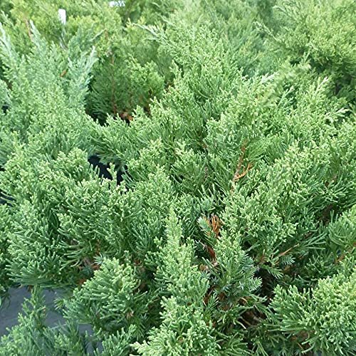 San Jose Juniper | Live Gallon Size Plants | Juniperus Chinensis | Bonsai Drought Tolerant Cold Hardy Evergreen Groundcover
