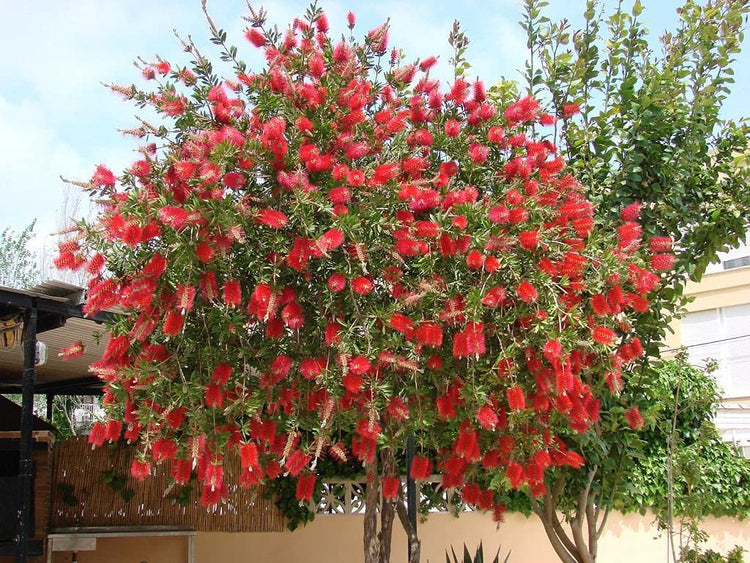 Bottlebrush Tree | Live Gallon Size Plant | Callistemon Citrinus Red Cluster | Drought Tolerant Bird Attracting Shrub Tree