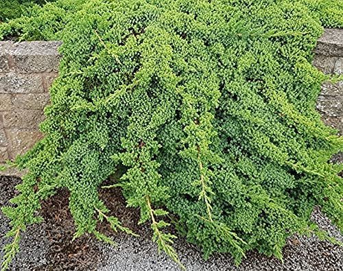 Dwarf Japanese Garden Juniper | Live 4 Inch Pots | Juniperus Procumbens Nana | Drought Tolerant Evergreen Groundcover | Great Plants for Bonsai