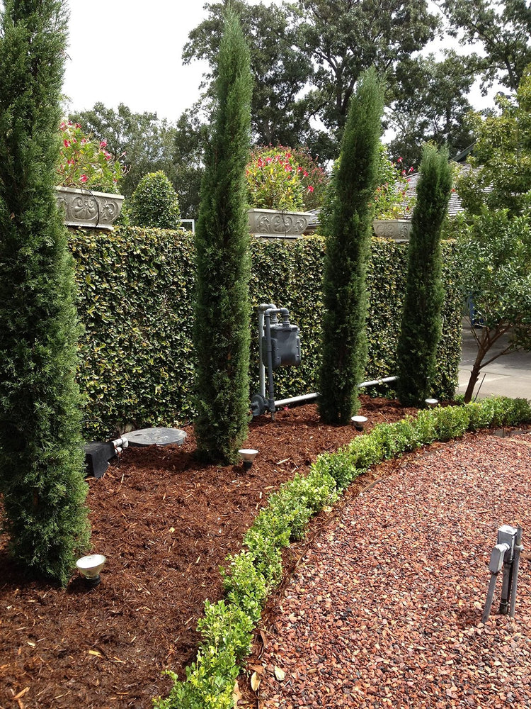 Italian Cypress Tree | Large Gallon Size Trees | Cupressus Sempervirens | Formal Elegant Mediterranean Style Plants