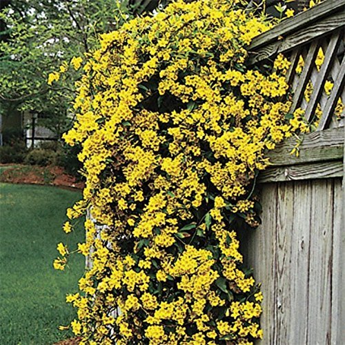 Carolina Jasmine | 40 Live Plants | Gelsemium Sempervirens Jessamine | Beautiful Fragrant Blooming Vine