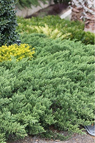 Juniper Parsoni | Live Plants | Juniperus Squamata Expansa Parsons | Drought Tolerant Cold Hardy Evergreen Ground Cover