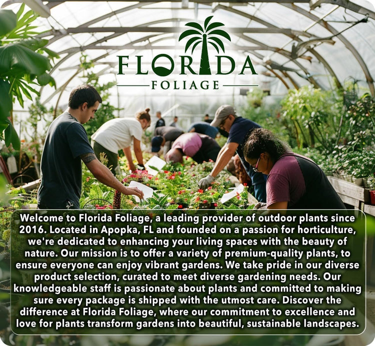 Dwarf Mondo Grass | 40 Live Plants | Japonicus Nanus | Shade Loving Evergreen Lilyturf Groundcover