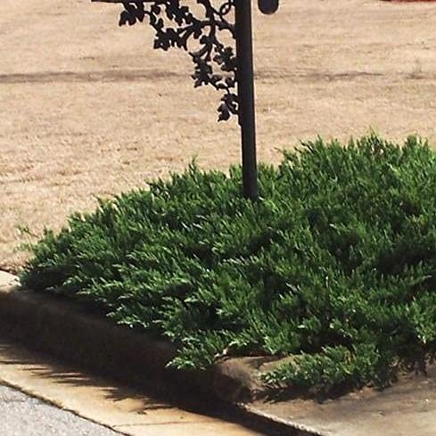 Green Sargent Juniper | Live Gallon Size Plants | Juniperus Chinensis | Drought Tolerant Cold Hardy Evergreen Groundcover