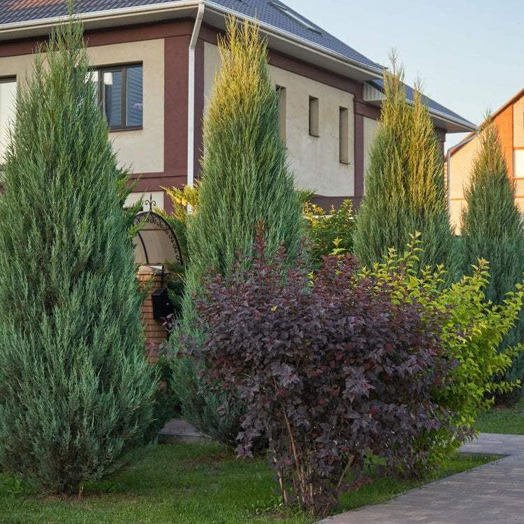 Blue Arrow Juniper | Extra Large 3 Gallon Plant | Juniperus Scopulorum | Privacy Hedge | Upright Conifer | Durable Outdoor Plant | Landscape Enhancement