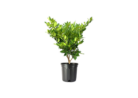 Ligustrum Lucidum Waxleaf | Extra Large 3 Gallon Plants | Lustrous Garden Shrub | Ideal for Privacy & Hedges | Durable Outdoor Greenery