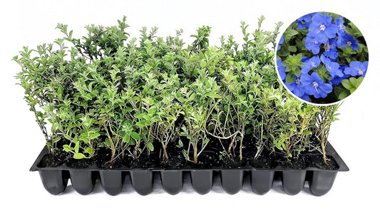 Blue Daze | Live Plants | Evolvulus glomeratus | Heat Tolerant Ground Cover | Year|Round Flowering Plant for Gardens & Landscapes