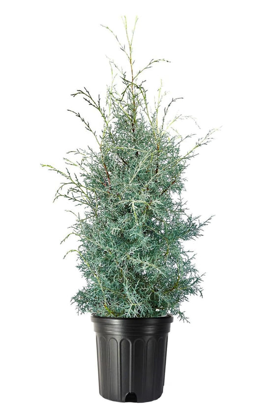 Carolina Sapphire Cypress Tree | Large Gallon Size Plant | Beautiful Evergreen Low Maintenance Cold Hardy Privacy Screen