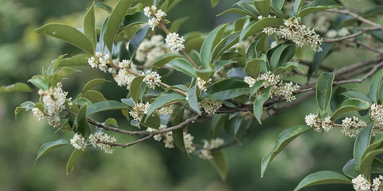 Fragrant Tea Olive Shrub | Extra Large 3 Gallon Plants | Osmanthus Fragrans Blooming Specimen