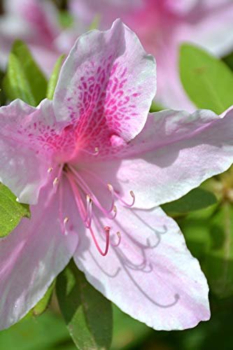 Azalea George Tabor | Live Plants | Light Orchid/White Flowering Rhododendron