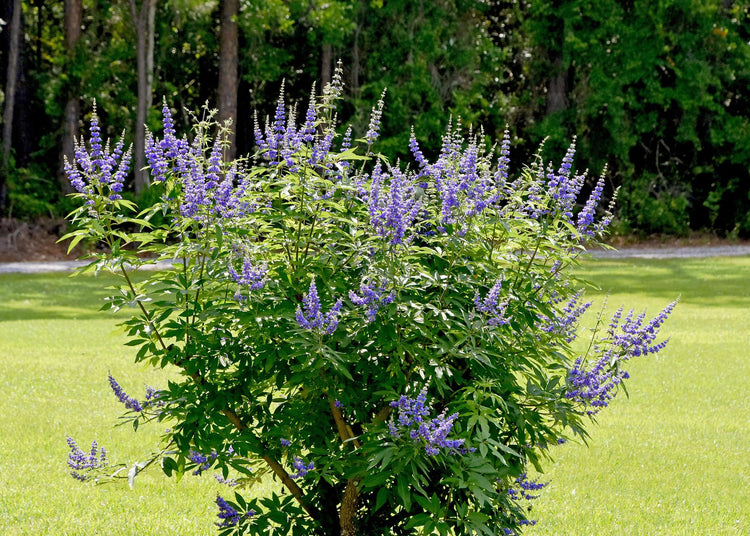 Chaste Tree | Large Gallon Size Pots | Vitex Agnus|Castus | Flowering Ornamental Shrub | Drought|Tolerant Garden Plants