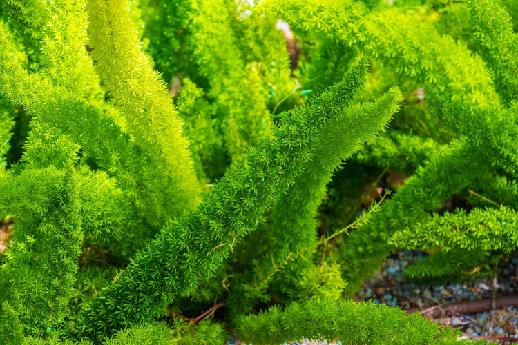 Foxtail Fern | Extra Large 3 Gallon Plant | Asparagus densiflorus 'Meyersii' | Lush Texture | Architectural Greenery