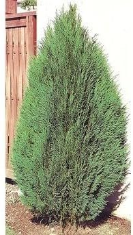 Blue Cone Arborvitae | Live Quart Size Plant | Vibrant Blue|Green Foliage for Landscaping, Hedges, and Privacy Screens, Drought and Deer Tolerant