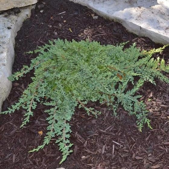 Procumbens Nana Juniper | Extra Large 3 Gallon Plants | Lush, Low|Growing Evergreen, Ideal for Ground Cover, Bonsai, Topiary, and Landscape Design, Hardy & Drought Resistant