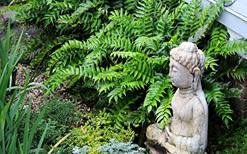 Japanese Holly Fern | Live Plants | Cyrtomium Falcatum Rochfordianum