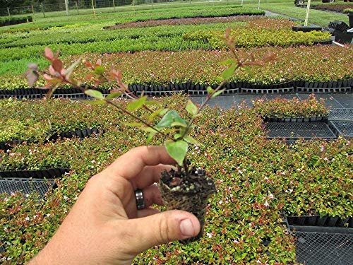 Abelia Grandiflora Edward Goucher | Live Plants | Flowering Deer Resistant Butterfly Attracting Shrub