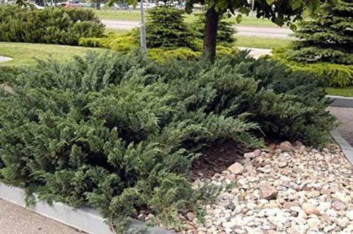 Green Sargent Juniper | Live Plants | Juniperus Chinensis | Drought Tolerant Cold Hardy Evergreen Ground Cover