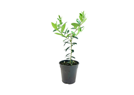 Arbequina Olive Tree | Live 4 Inch Pot | Grow Your Own Olives Indoors